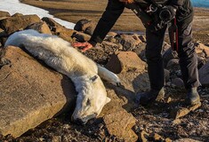 Οι πολικές αρκούδες λιμοκτονούν στη Νορβηγία