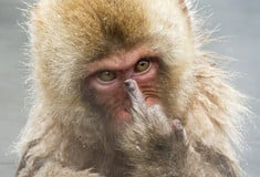 Aυτός είναι ο αγαπημένος πίθηκος του ίντερνετ για σήμερα - και για πάντα