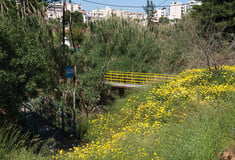 Η σημασία των ρεμάτων στις πόλεις και η περίπτωση της Πικροδάφνης