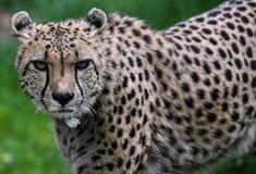 Cheetah attacks a keeper at an Ohio zoo