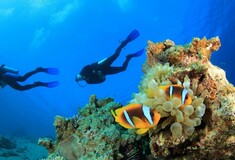 Κινδυνεύουν τα κοράλλια της Μεσογείου-Πάνω από το 13% απειλείται με εξαφάνιση
