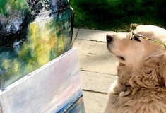 Αυτή η σκυλίτσα δεν μπορεί να σταματήσει να κοιτάζει τις ζωγραφιές της ιδιοκτήτριάς της - και μάλλον υπάρχει εξήγηση