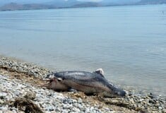 Νεκρό δελφίνι με πολλά χτυπήματα και κομμένη ουρά στην Αργολίδα