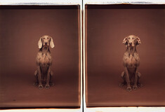 Τα πολύ γκλάμορους σκυλιά του William Wegman