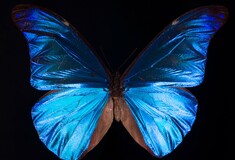 Ο μαγικός χορός μιας «κυανής πεταλούδας» που πετάει για πρώτη φορά