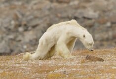 «Έτσι μοιάζει μια αρκούδα που πεθαίνει της πείνας» - Βίντεο καταγράφει τον αργό θάνατο του ζώου σε έναν τόπο δίχως πάγο