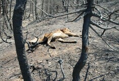 Δέκα χρόνια από τον όλεθρο της Πάρνηθας, τη μεγαλύτερη και δριμύτερη πυρκαγιά στην Αττική