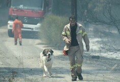 Έκκληση για τα σκυλιά που εγκαταλείφθηκαν μετά τις πυρκαγιές στη Αττική