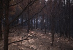 Το Αστεροσκοπείο διαψεύδει τον Τσίπρα - Εκτιμά ότι κάηκαν 39.000 στρέμματα στην ανατ. Αττική