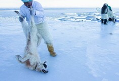 Συγκλονιστική εικόνα από το National Geographic: H δραματική προσπάθεια για να σωθούν σκύλοι που πνίγονται στον πάγο