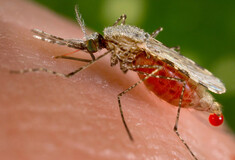 Συναγερμός για τα νοσήματα που μεταδίδονται από τα κουνούπια- Τι συστήνουν οι ειδικοί