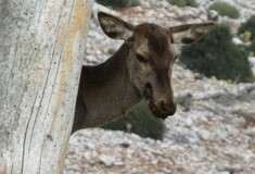 Πυροβόλησαν στο κεφάλι μαμά ελαφίνα στην Πάρνηθα - Πώς την έσωσε ο Αnima