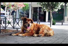 Το ντοκιμαντέρ για τα αδέσποτα σκυλιά στην Αθήνα της κρίσης