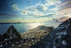 Το συγκινητικό ταξίδι των αποδημητικών πουλιών της Γης