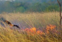Τα «γεράκια της φωτιάς»: Γιατί τα αρπακτικά πτηνά της Αυστραλίας βάζουν επίτηδες φωτιές στα δάση
