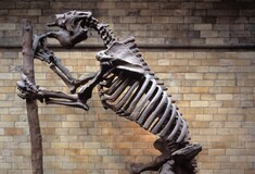 Τα ιστορικά απολιθώματα που ανακάλυψε ο Δαρβίνος ανεβαίνουν με κάθε λεπτομέρεια στο Διαδίκτυο