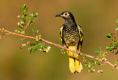 How an endangered Australian songbird is forgetting its love songs
