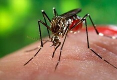 Ανησυχία για τα κουνούπια που μεταφέρουν ασθένειες στον άνθρωπο - Επιστήμονες από την Ευρώπη στην Αθήνα