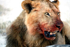 Αγέλη λιονταριών κατασπάραξε τρεις λαθροκυνηγούς - Λουτρό αίματος στο σημείο