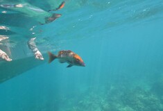 Δεν είναι μόνο οι λαγοκέφαλοι - Συμβουλές και προειδοποιήσεις για τα τοξικά, ξενικά ψάρια στην Ελλάδα