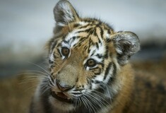Οι τίγρεις-κατοικίδια στις ΗΠΑ είναι σχεδόν διπλάσιες από εκείνες που ζουν στην άγρια φύση - Πώς φτάσαμε ως εδώ;