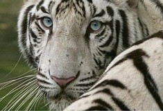 Σπάνια, λευκή τίγρη κατασπάραξε υπάλληλο σε ζωολογικό κήπο της Ιαπωνίας