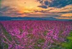 Οι ανθισμένες ροδακινιές στη Βέροια κλέβουν τις ενυπώσεις [ΕΙΚΟΝΕΣ]