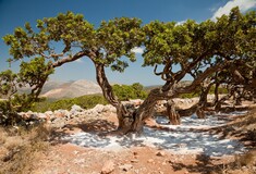 Μπορεί η μαστίχα Χίου να θεραπεύσει την ανθρωπότητα;