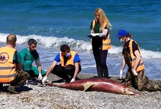 Τι σκοτώνει τα δελφίνια στο Αιγαίο: Ανησυχία από το Αρχιπέλαγος - O ρόλος της Τουρκίας