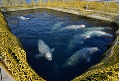 Νέα ζωή ξεκινάει για τις φυλακισμένες φάλαινες της Ρωσίας