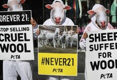 Απαγορεύτηκε διαφήμιση της Peta - Την έκριναν παραπλανητική