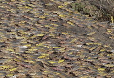 Τεράστιο σμήνος από ακρίδες καταστρέφει καλλιέργειες στην Αφρική -Με μήκος 60 χλμ., πλάτος 40 χλμ.