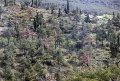 Σέιχ Σου: Η καταστροφή του δάσους από το φλοιοφάγο έντομο συνεχίζεται