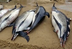 Εκατοντάδες δελφίνια ξεβράζονται νεκρά στις ακτές της Γαλλίας - «Σε κίνδυνο ο τοπικός πληθυσμός»