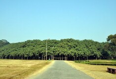 Thimmamma Marrimanu: Ένα δέντρο σαν δάσος - To μεγαλύτερο του κόσμου και «σύμβολο αιώνιας ζωής»