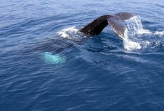 Έρευνα: Οι σεισμοί επηρεάζουν τις φάλαινες -Βρίσκουν τροφή πιο δύσκολα