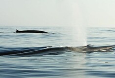 Φάλαινες απολαμβάνουν τη Μεσόγειο χωρίς πλοία - Σπάνια εμφάνιση στις ακτές της Γαλλίας