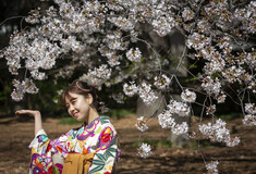 Η εποχή της Σακούρα έφτασε στην Ιαπωνία- Μοναδικές εικόνες από τις ανθισμένες κερασιές