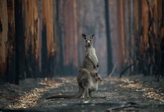 WWF: Τρία δισεκ. ζώα κάηκαν ή εκτοπίστηκαν στις φονικές πυρκαγιές της Αυστραλίας