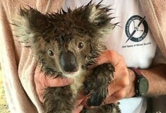 Οργή στην Αυστραλία: Νεκρά και τραυματισμένα κοάλα που λιμοκτονούν - Τα σκότωσαν μπουλντόζες σε φυτεία