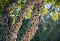 Θα υιοθετήσεις ένα μαστιχόδεντρο;
