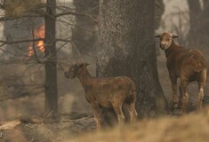 Αυστραλία: Θα θάψουν μαζικά σε λάκκους χιλιάδες νεκρά ζώα και κάνουν ευθανασία σε όσα δεν μπορούν να διασωθούν