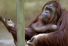 Σε νέο σπίτι η Σάντρα: Ο ουρακοτάγκος που απέκτησε νομικά δικαιώματα ανθρώπου δε ζει πια σε φυλακή