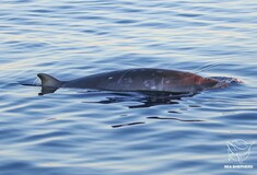 Επιστήμονες πιστεύουν ότι ανακάλυψαν νέο είδος φάλαινας, στο Μεξικό