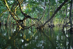 Βραζιλία: Η κυβέρνηση Μπολσονάρου ανακαλεί ρύθμιση για την προστασία των μαγκρόβιων δασών
