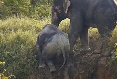 Η μεγάλη απόδραση: Ελέφαντες βοηθούν ο ένας τον άλλον να βγουν από λάκκο [ΒΙΝΤΕΟ]