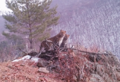 Κάμερα απαθανατίζει σπάνια εικόνα με λεοπάρδαλη Αμούρ με τα μικρά της [BINTEO]