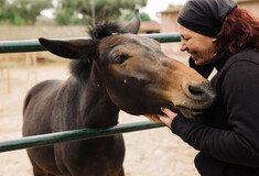 Ένας σύλλογος στο Μαρκόπουλο σώζει κακομεταχειρισμένα άλογα 