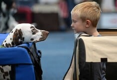 Ποιος κρατάει τα κατοικίδια μετά το διαζύγιο; Νομοσχέδιο στις Ισπανία «λύνει» τις διαφορές