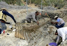 Tlatolophus Galorum: Αναγνωρίστηκε νέο είδος δεινοσαύρων - «Χορτοφάγος και ειρηνικός»